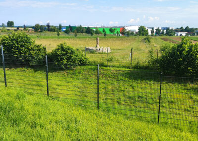 Wildblumen auf dem HAAF-Gelände