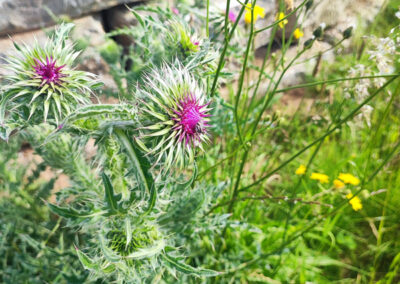 Distelblüte mit Insektenweide