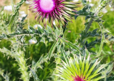 Distelblüte am Sandarium