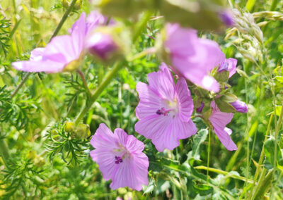 Wildblumen für Wildbienen