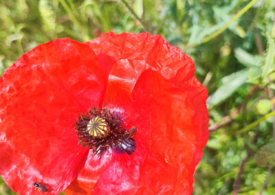 Mohnblüte als Insektenweide