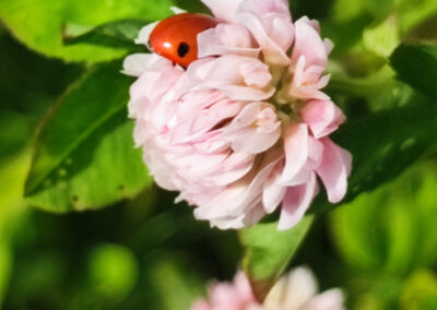 Marienkäfer auf Blüte