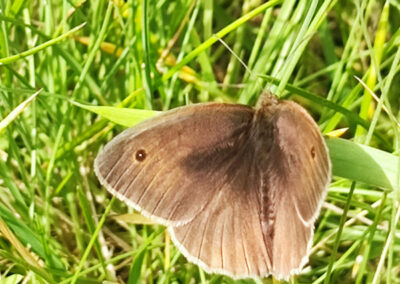 Schmetterling im Gras