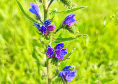 Natternkopf als Futterpflanze für Wildbienen