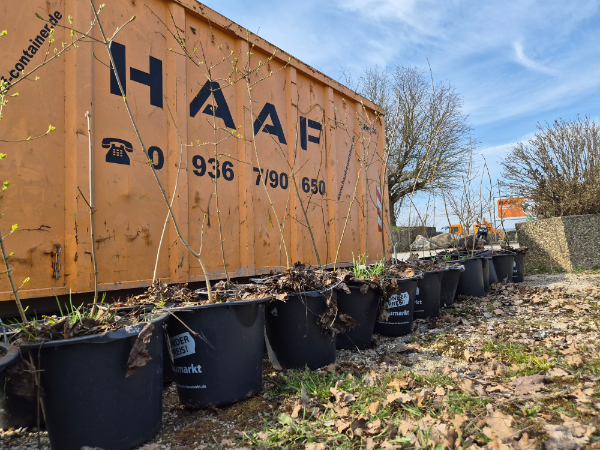 Junge Bäume vor einem HAAF Container bei der Baumpflanzaktion in Bergtheim